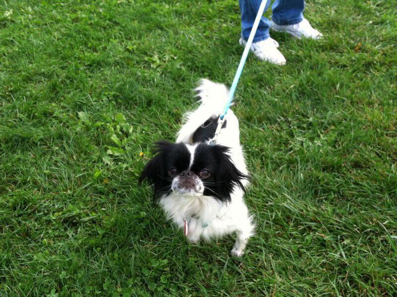 Lilly the Japanese Chin